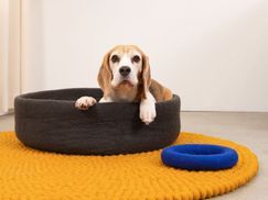 Hundekorb – Gemütlicher Rückzugsort in vielen Цвета(ов)
