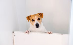 Sicherheit für Kinder und Haustiere – Zuverlässiger Schutz