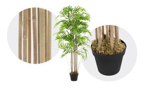 Echtes Bambus Design, Pflegeleicht & Echt Moos