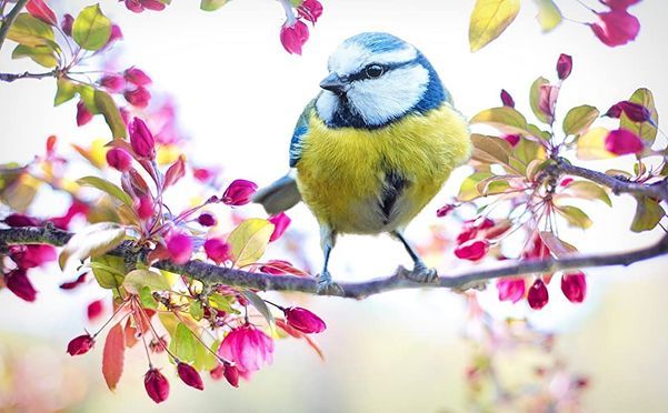 Wunderschönes Vogelhäuschen mit Gauben - ohne Ständer