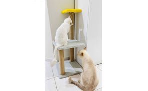 Spiel und Ruhebereich für aktive Katzen