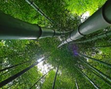 Verzichten wir für unsere Umwelt auf Wegwerfprodukte