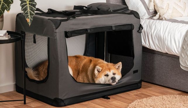 lionto Transportboxen