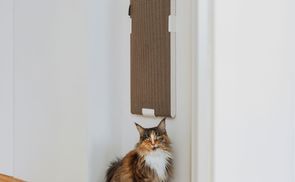 Katzen lieben Pappe
