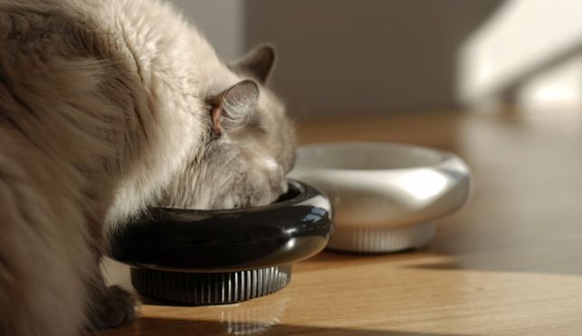 Design trifft auf Funktion: Ein Napf für stilbewusste Katzenhalter