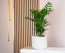 Tropische Frische für Ihr Zuhause & Büro