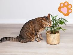FLOWERBOX Bergpalme Besondere Eigenschaften