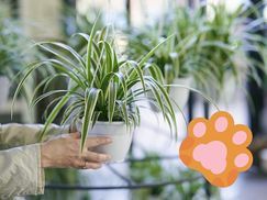 FLOWERBOX Grünlilie Besondere Eigenschaften