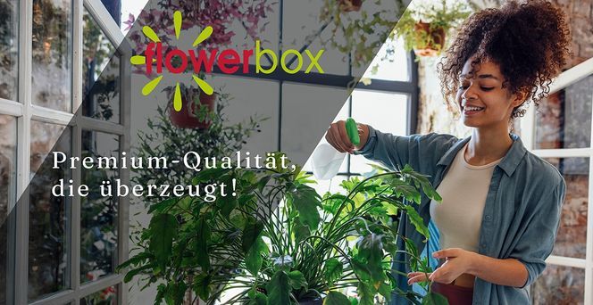 FLOWERBOX Aloe Vera
