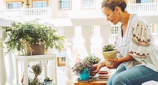 FLOWERBOX Gefleckte Efeutute Pflegehinweise