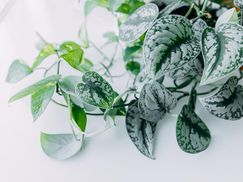 FLOWERBOX Gefleckte Efeutute Besondere Eigenschaften