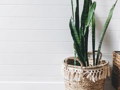 FLOWERBOX Bogenhanf Besondere Eigenschaften