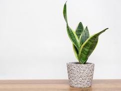 FLOWERBOX Bogenhanf Besondere Eigenschaften