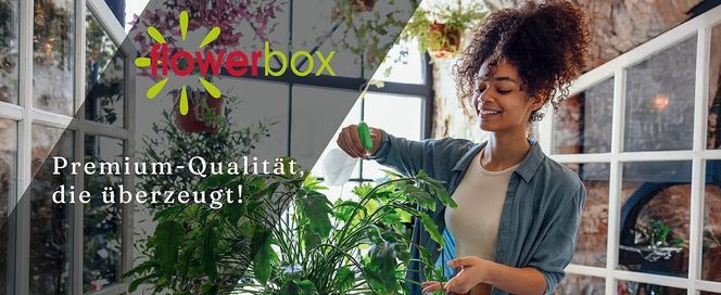 FLOWERBOX Bogenhanf (Sansevieria trifasciata Superba)