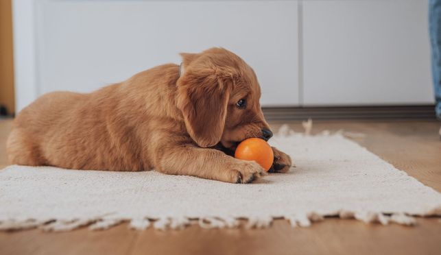 Hundeball aus Naturkautschuk