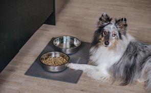 Für Hunde & Katzen