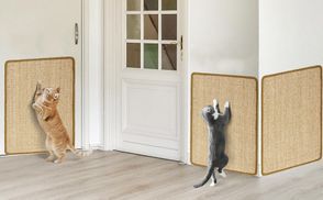 GESUNDHEIT FÜR KATZEN
