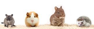 Passend für verschiedene Kleintierbetten