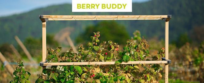 Gusta Garden Berry Buddy Flexible Rankhilfe für Beeren: Himbeeren, Brombeeren & Heidelbeeren, erwe