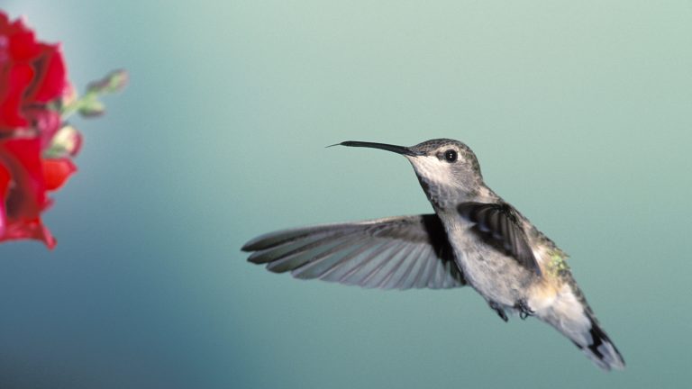 Vogel im Flug fotografiert Vogel im Flug fotografiert