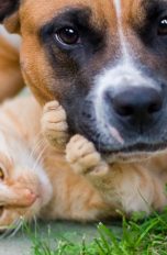Schönes Tierfoto von Hund und Katze.