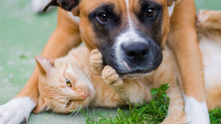 Schönes Tierfoto von Hund und Katze.