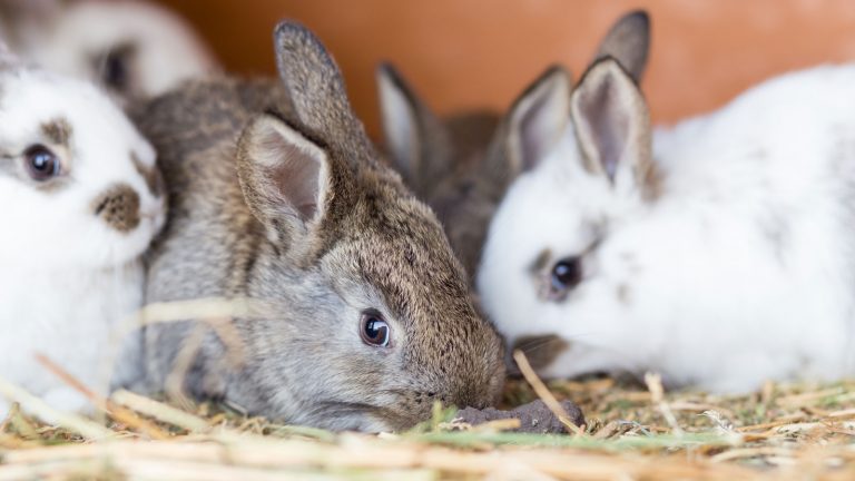 Schöne Tierfotos entstehen, wenn die Kamera auf Augenhöhe mit dem Model ist. Kaninchen Nahaufnahme