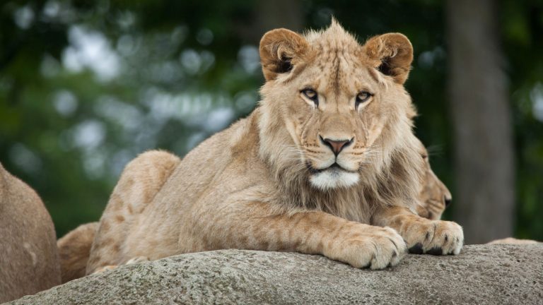 Durch die weit geöffnete Blende verschwinden Zäune und Gitter auf Tierfotos im Zoo. Beispiel für Tierfotografie im Zoo.