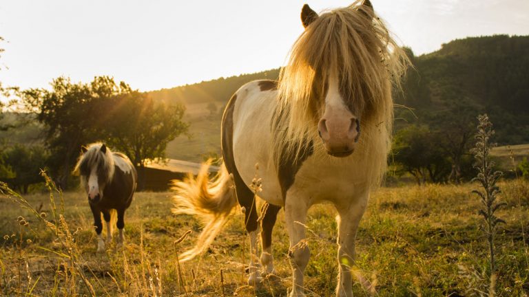 Zum Sonnenuntergang lassen sich in der Tierfotografie tolle Akzente mit dem Licht setzen. Tierfotografie in der Natur bei Sonnenuntergang.