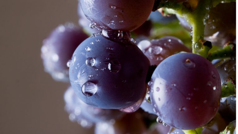 Wassertropfen verleihen den Trauben ein frisches Aussehen