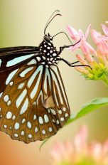 Ein Schmetterling auf einer Pflanze, fotografiert mit einer Canon EOS Rebel T3i, 100 mm Brennweite, f/2.8, 1/400 sec.