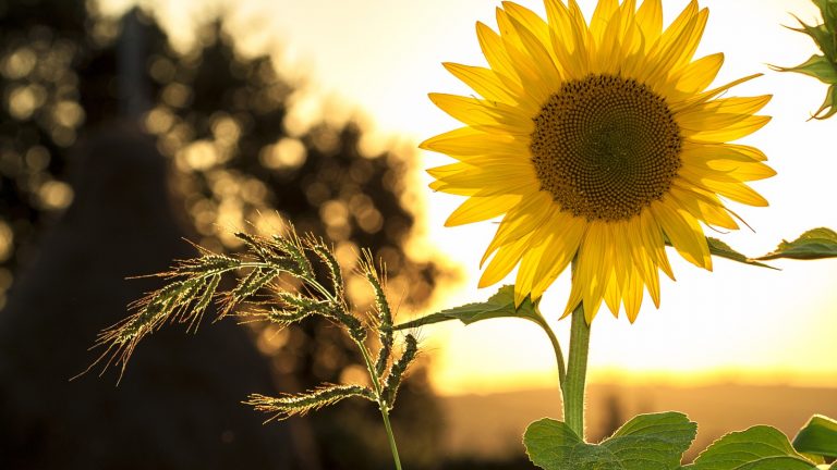Eine Sonnenblume, fotografiert kurz vor Sonnenuntergang mit einer Canon EOS REBEL T1i, 100 mm Brennweitre, f/6.3, 1/200 s.