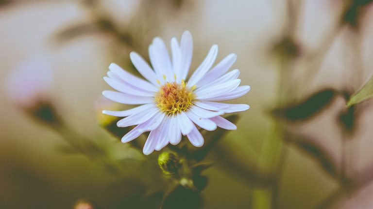 Bokeh mit dem iPhone zaubern: dieser Ratgeber zeigt Ihnen wie.