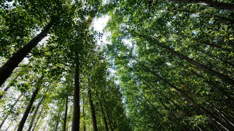 Ein Wald von unten fotografiert