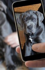 Google Fotos erkennt Tierfotos Tieraufnahme mit Smartphone