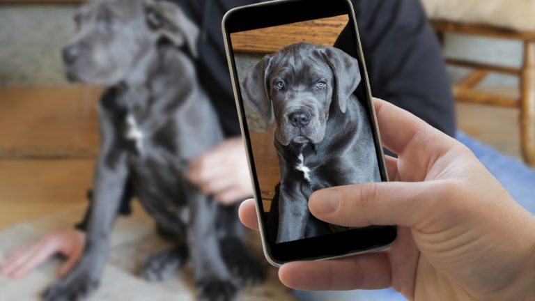 Google Fotos erkennt Tierfotos Tieraufnahme mit Smartphone