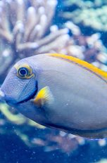 Google Pixel 3 Codenamen Fische