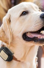 Vodafone vernetzt Kunden mit Handtaschen und Haustieren V-Pet Kippy