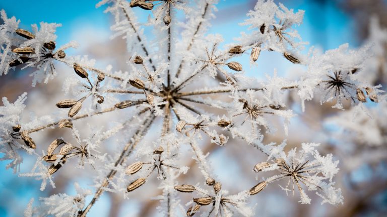 Schnee fotografieren Detail Detailaufnahmen im Schnee