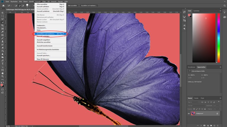 Schmetterling wird bei photoshop CC mit der Schnellauswahl freigestellt