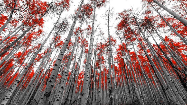 Schwarz weiß Foto mit Farbe in Photoshop erstellen Schwarz weiß Foto mit Farbe in Photoshop erstellen