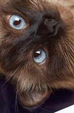 Katze liegt mit dem Kopf auf einem iPad und schaut in die Kamera