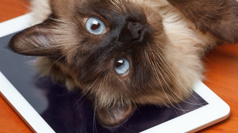 Katze liegt mit dem Kopf auf einem iPad und schaut in die Kamera