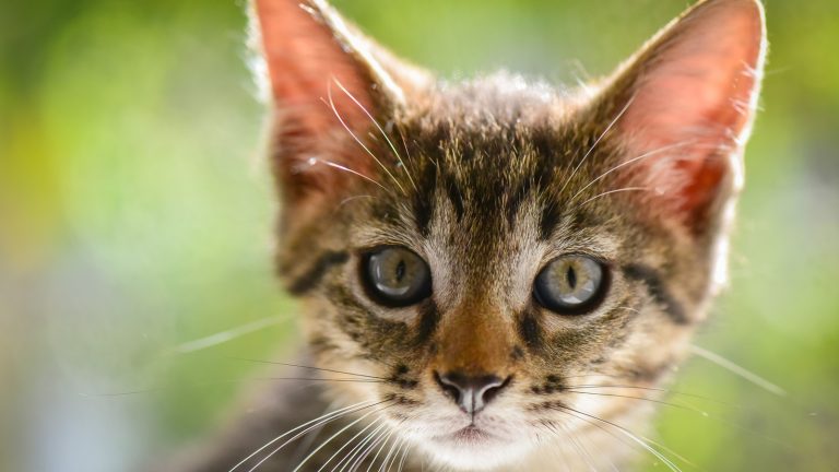 Katzen besser verstehen lernen