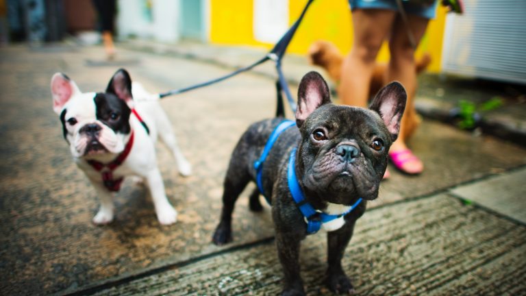 Zwei Französische Bulldoggen gehen an der Leine spazieren Zwei Französische Bulldoggen gehen an der Leine spazieren
