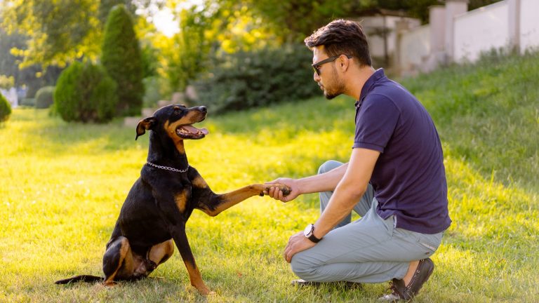 Mit Hunde-App trainiert ein Mann mit seinem Hund Pfote geben Mit Hunde-App trainiert ein Mann mit seinem Hund Pfote geben