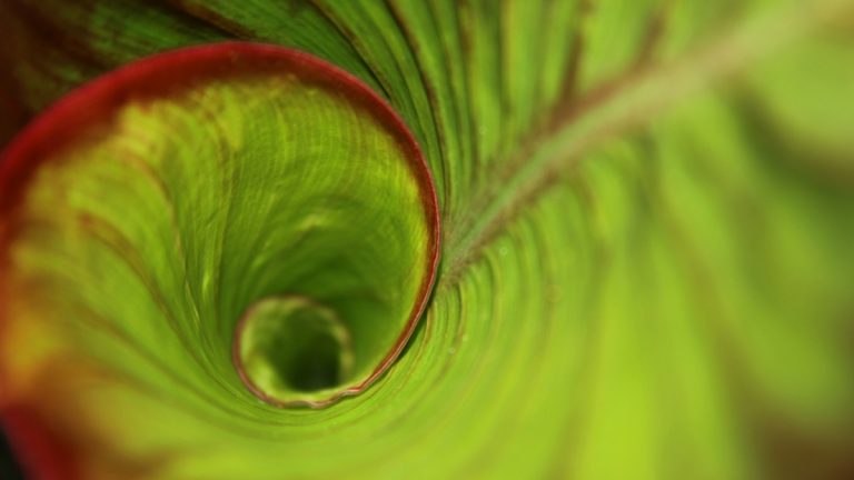 Abstrakte Fotografie: Nähe zum Motiv Blatt Nahaufnahme mit abstrakter Fotografie
