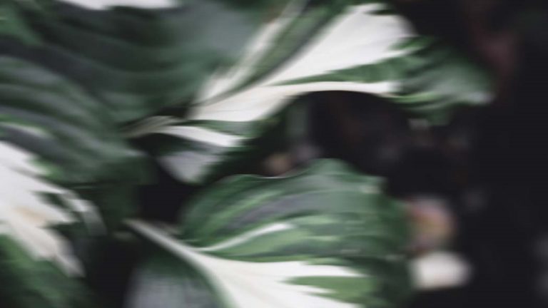 Abstrakte Fotografie: Topfpflanze Grüne Blätter mit Bewegungsunschärfe abstrakt fotografiert