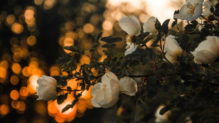 Bokeh-Effekt: Große Blende bei schwachem Licht Bokeh-Effekt mit großer Blende bei schwachen Lichtverhältnissen
