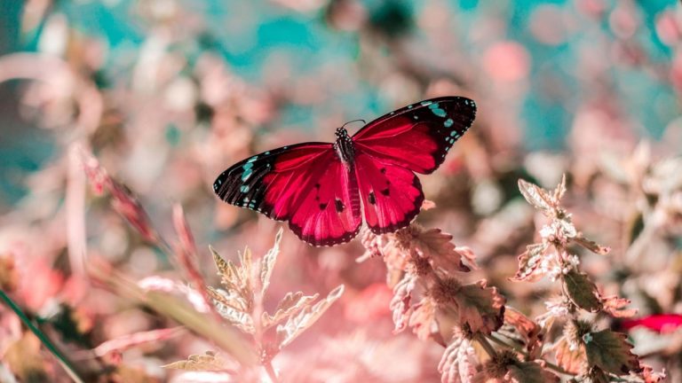 Bokeh-Effekt: Kleine Motive Bokeh-Effekt mit kleinen Motiven dank langer Brennweite auch ohne Makroobjektiv